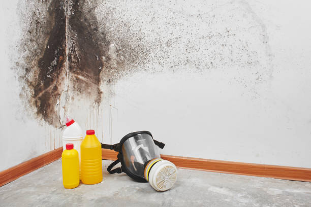 Best Certified Mold Removal  in Brazoria, TX