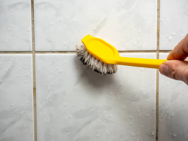 Best Mold Damage Repair  in Brazoria, TX