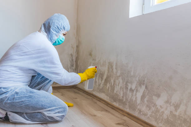 Professional Mold Removal in Brazoria, TX