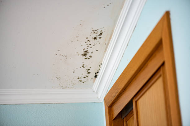 Best Mold Cleaning Services  in Brazoria, TX