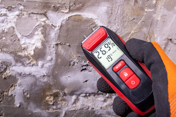 Best Same-Day Mold Removal  in Brazoria, TX