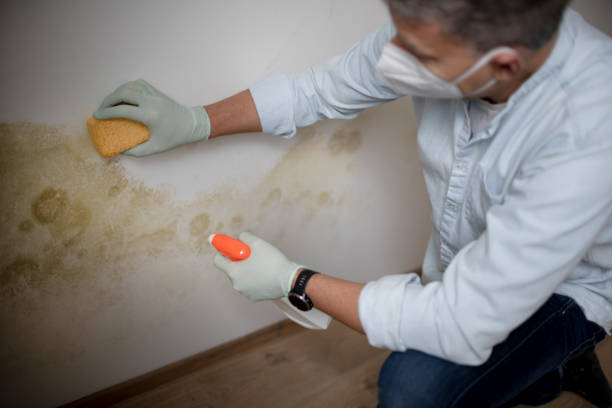 Best Attic Mold Removal  in Brazoria, TX