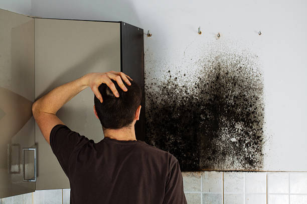 Best Certified Mold Removal  in Brazoria, TX