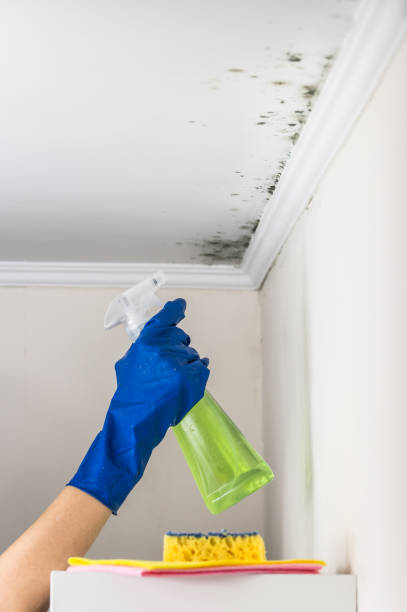 Best Crawl Space Mold Removal  in Brazoria, TX