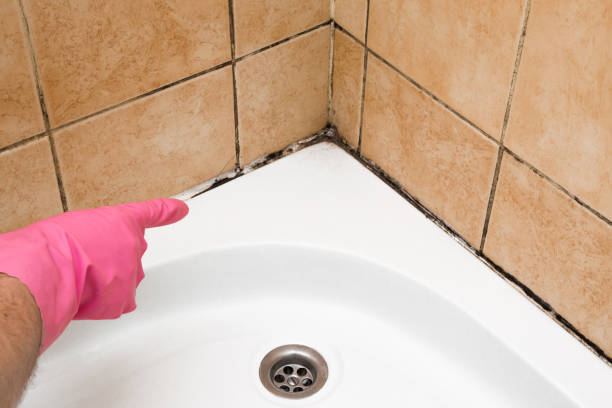 Best Commercial Mold Removal  in Brazoria, TX