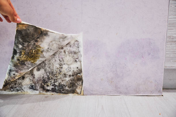 Best Mold Removal Company Near Me  in Brazoria, TX